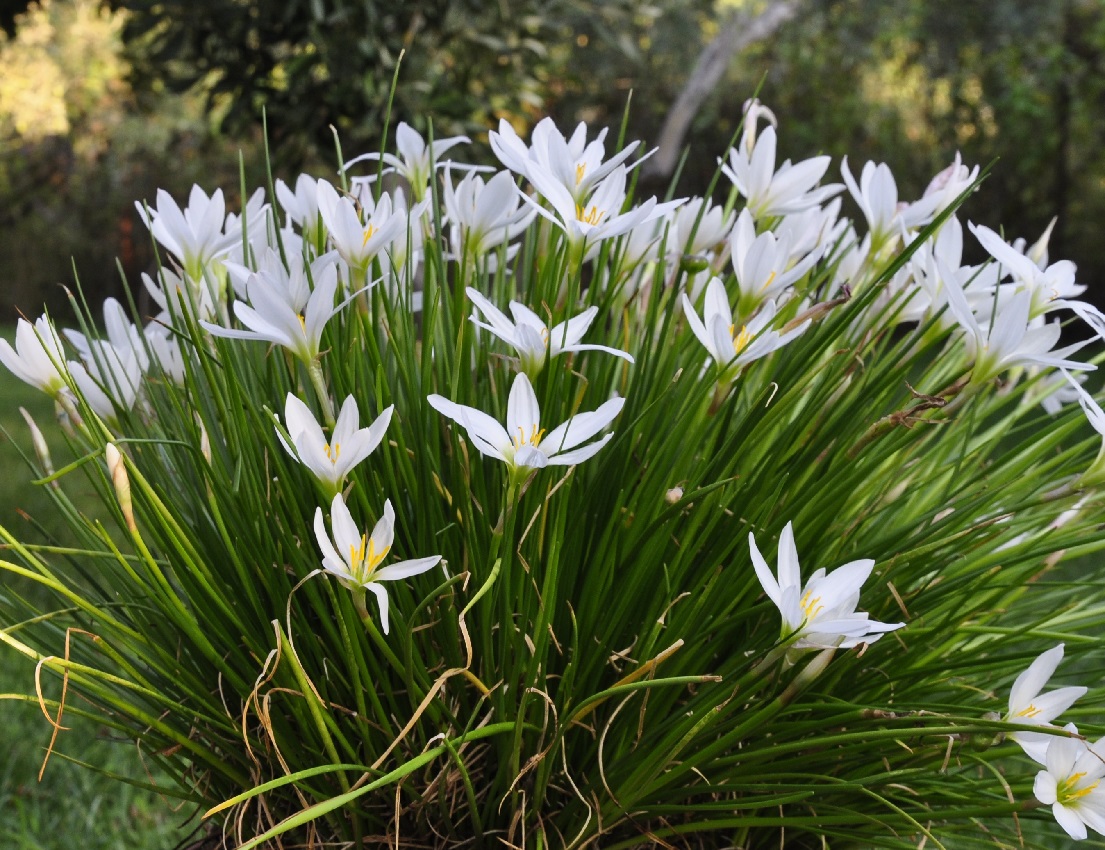 Image of Zephyranthes candida specimen.