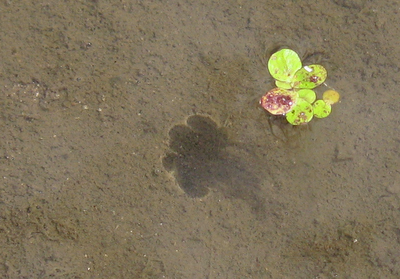 Image of Spirodela polyrhiza specimen.