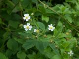 Potentilla elatior