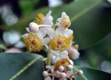 Calophyllum inophyllum