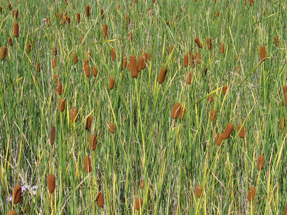 Изображение особи Typha laxmannii.