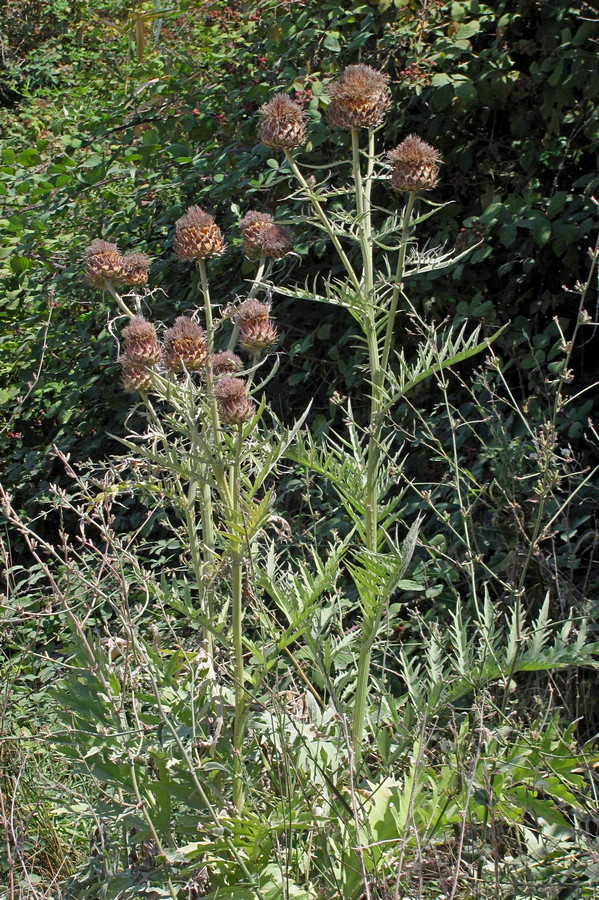 Изображение особи Cynara scolymus.