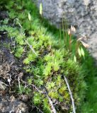 Bryum creberrimum. Спороносящие и вегетирующие растения. Санкт-Петербург, Рыбацкое, берег Невы, мелколиственный перелесок, на почве. 02.05.2016.