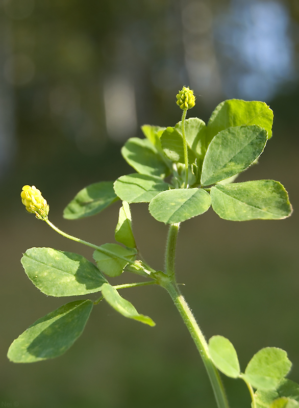 Изображение особи Medicago lupulina.