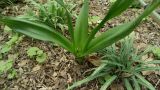 Colchicum umbrosum