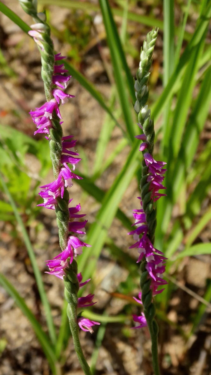 Изображение особи Spiranthes australis.