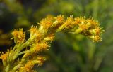 Solidago canadensis