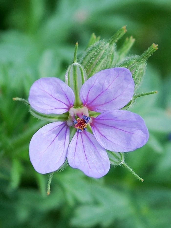 Изображение особи Erodium ciconium.