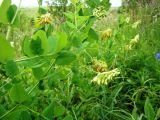 Vicia pisiformis. Верхняя часть побега с соцветиями. Пензенская обл., Лунинский р-н, окр. с. Ферлюдинка, левый берег р. Шукша, опушка сосново-широколиственного леса. 19 июня 2015 г.