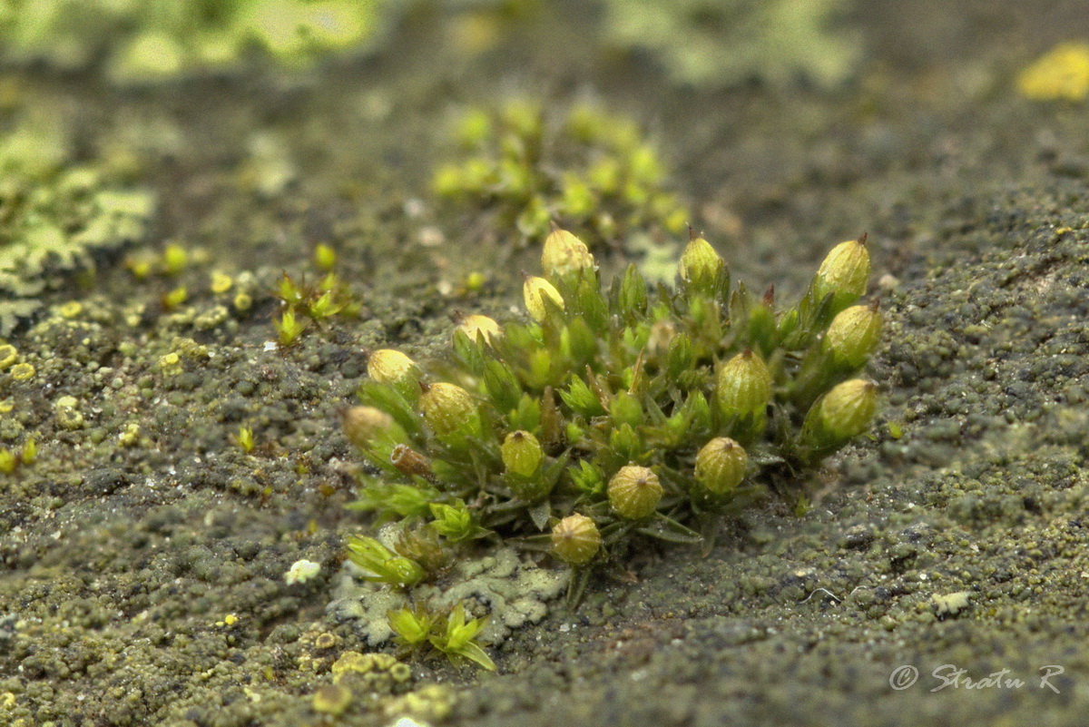 Изображение особи род Orthotrichum.