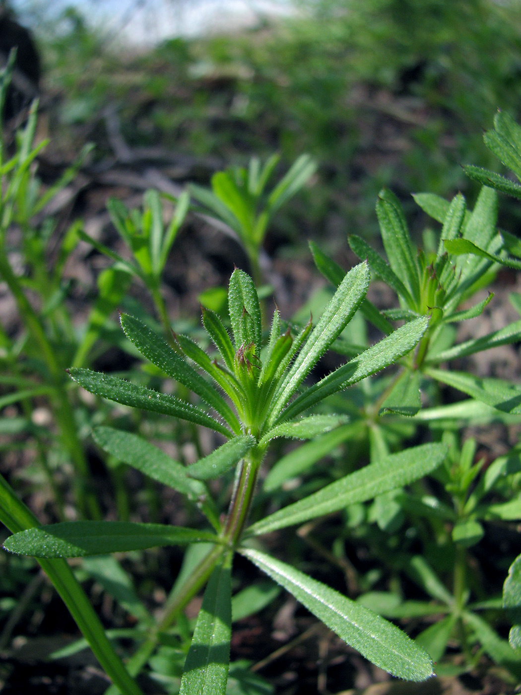 Изображение особи Galium aparine.