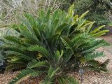 Encephalartos longifolius