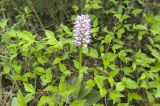 Orchis simia. Цветущее растение. Крым, Бахчисарайский р-н, подножие горы, где находится пещерный монастырь Челтер-Мармар. 04.05.2009.