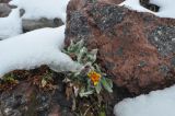 Tephroseris karjaginii. Цветущее растение. Кабардино-Балкария, Эльбрусский р-н, южный склон Эльбруса, рядом с \"105 пикетом\", высота 3370 м н.у.м. 26 мая 2013 г.