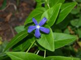 Vinca pubescens. Листья и цветок в средней части побегов. Москва, Воробьёвы горы, Ботанический сад МГУ, в культуре из Абхазии. 14.06.2018.