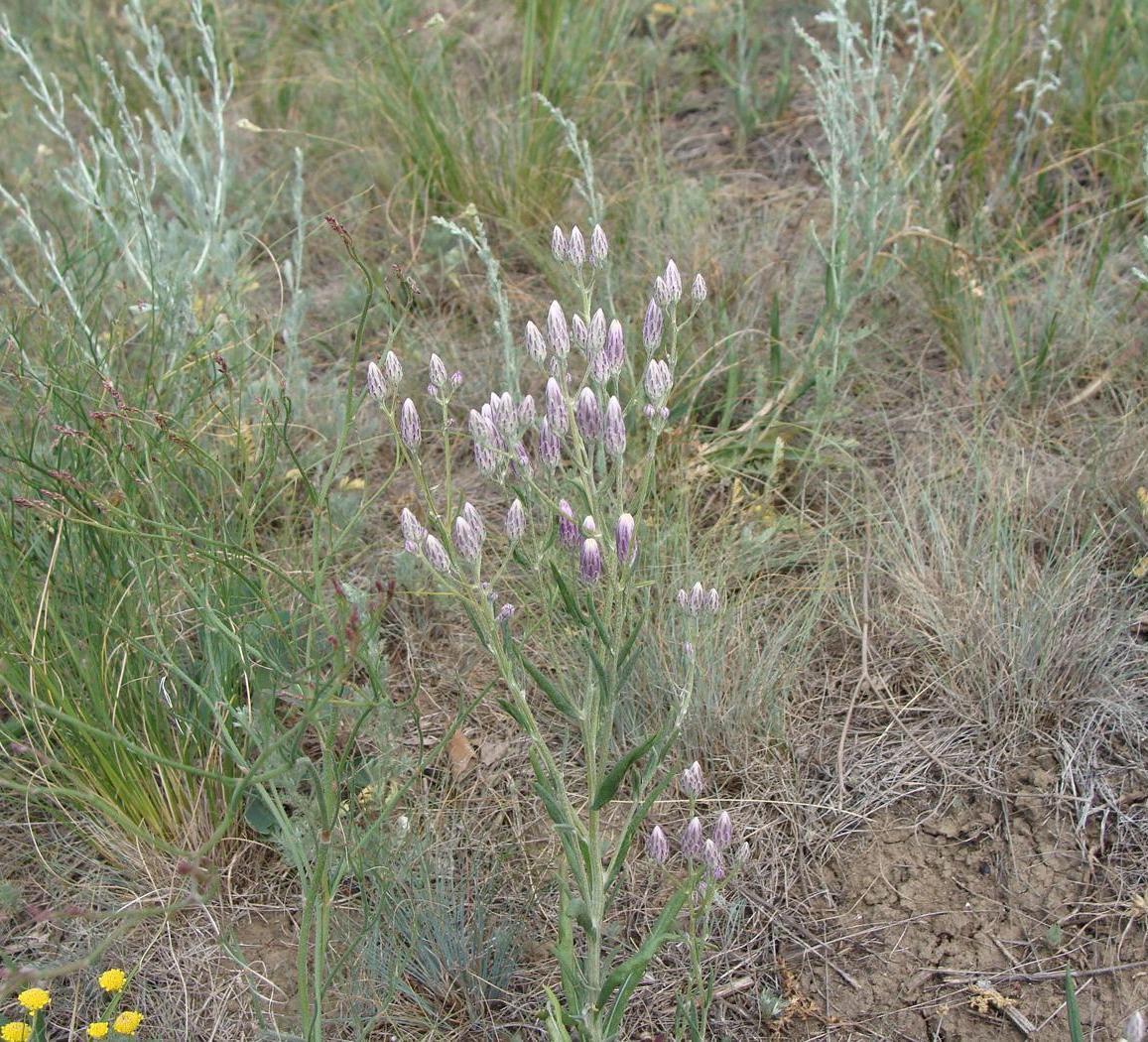 Изображение особи Jurinea multiflora.
