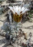 Helichrysum retortum