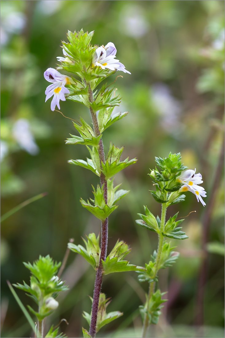 Изображение особи род Euphrasia.