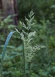 Calamagrostis epigeios. Верхушка побега с соцветием. Свердловская обл., окр. г. Заречный, урочище Черемшанское болото, разреженный берёзово-сосновый лес, на обочине лесной дороги. 10.07.2018.