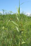 Phragmites australis