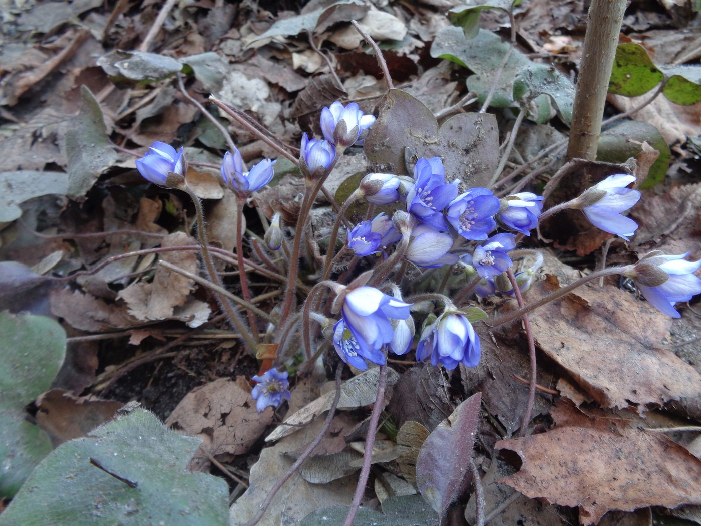 Изображение особи Hepatica nobilis.