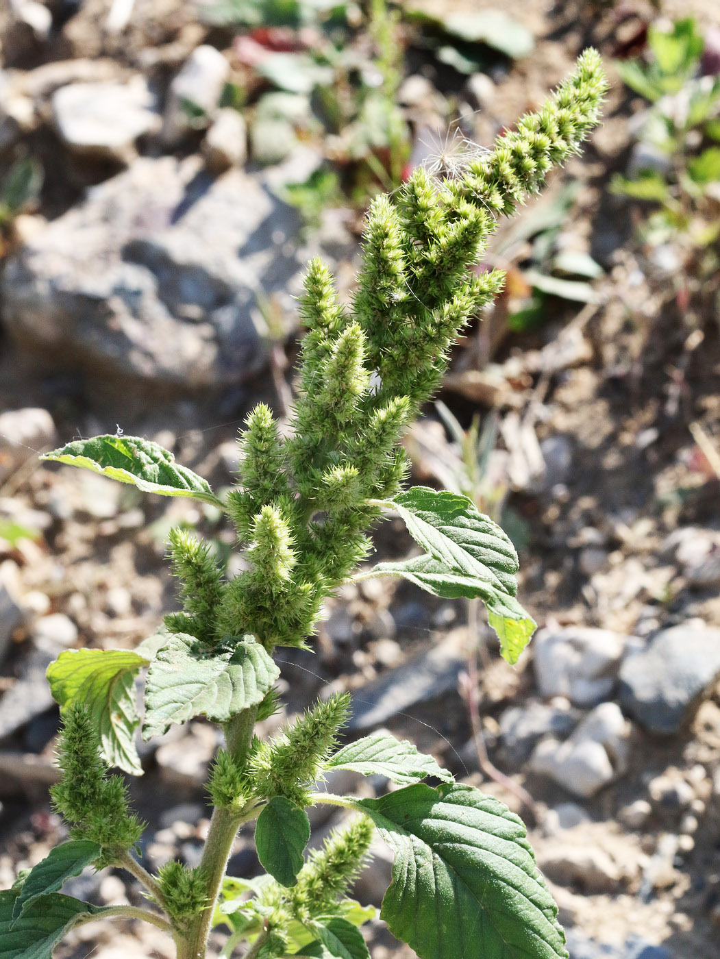 Изображение особи Amaranthus retroflexus.