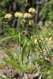 Anthyllis macrocephala