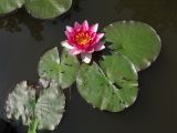 Nymphaea &times; marliacea