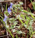 Veronica syriaca. Цветущее растение. Израиль, Голанские высоты, гора Бенталь, просека в дубовом маквисе. 07.03.2020.