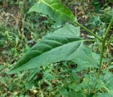 Atriplex micrantha. Лист в средней части побега. Ростовская обл., Азовский р-н, с. Кугей, на приусадебном участке. 20.08.2020.