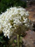 Valeriana tiliifolia