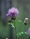 Serratula coronata. Верхушка веточки с распускающимися и распустившимся соцветиями. Челябинская обл., Миасский гор. округ, берег оз. Тургояк, опушка смешанного леса. 23.07.2020.