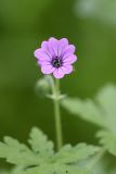 Geranium divaricatum