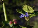 Glechoma hederacea