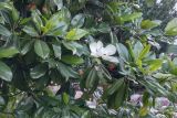 Magnolia grandiflora. Цветок и листья. Узбекистан, г. Ташкент, пос. Улугбек, в культуре. 13.06.2021.