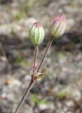 Gastrolychnis brachypetala. Верхушка отцветшего побега. Магаданская обл., Ольский р-н, окр. пос. Гадля, р. Ола, на галечнике. 07.08.2021.