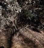Eriogonum giganteum. Нижняя часть растения. Израиль, Иудейские горы, г. Иерусалим, ботанический сад университета. 09.11.2021.