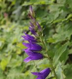 Campanula latifolia