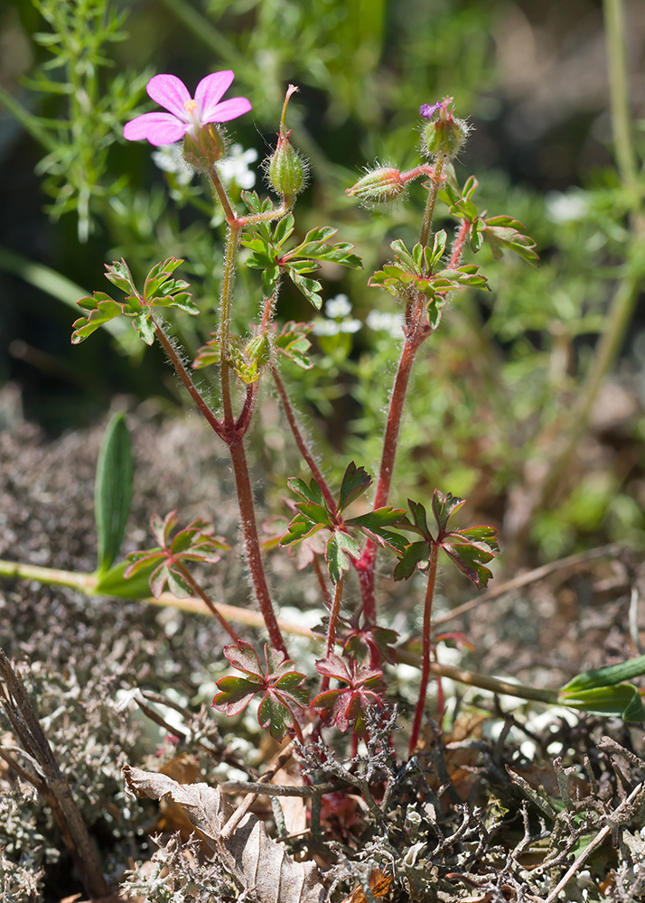 Изображение особи Geranium purpureum.