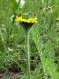 Tanacetum bipinnatum. Верхушка цветущего растения. Полярный Урал, верховье р. Лёкъелец, берег р. Лёкъелец. 26.07.2010.