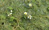 Ranunculus rionii