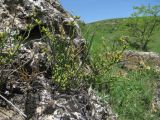 Ephedra distachya. Растение со стробилами. Краснодарский край, окр. г. Армавир, скальный выход. 06.05.2023.