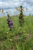 Campanula glomerata. Цветущее и отцветшее растения с аномальными соцветиями. Беларусь, Витебская обл., окр. пос. Езерище, выкашиваемый суходольный луг. 03.08.2023.