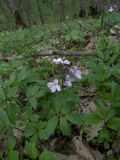 Cardamine quinquefolia