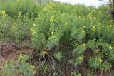 Thermopsis alterniflora