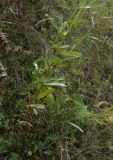 Leucanthemum vulgare