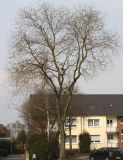 Styphnolobium japonicum. Покоящееся взрослое дерево. Германия, г. Кемпен, в озеленении улицы. 28.03.2013.