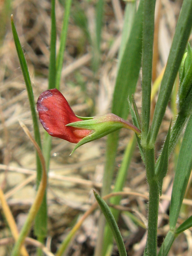 Изображение особи Lathyrus sphaericus.