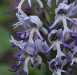 Orchis simia