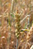 Triticum aestivum